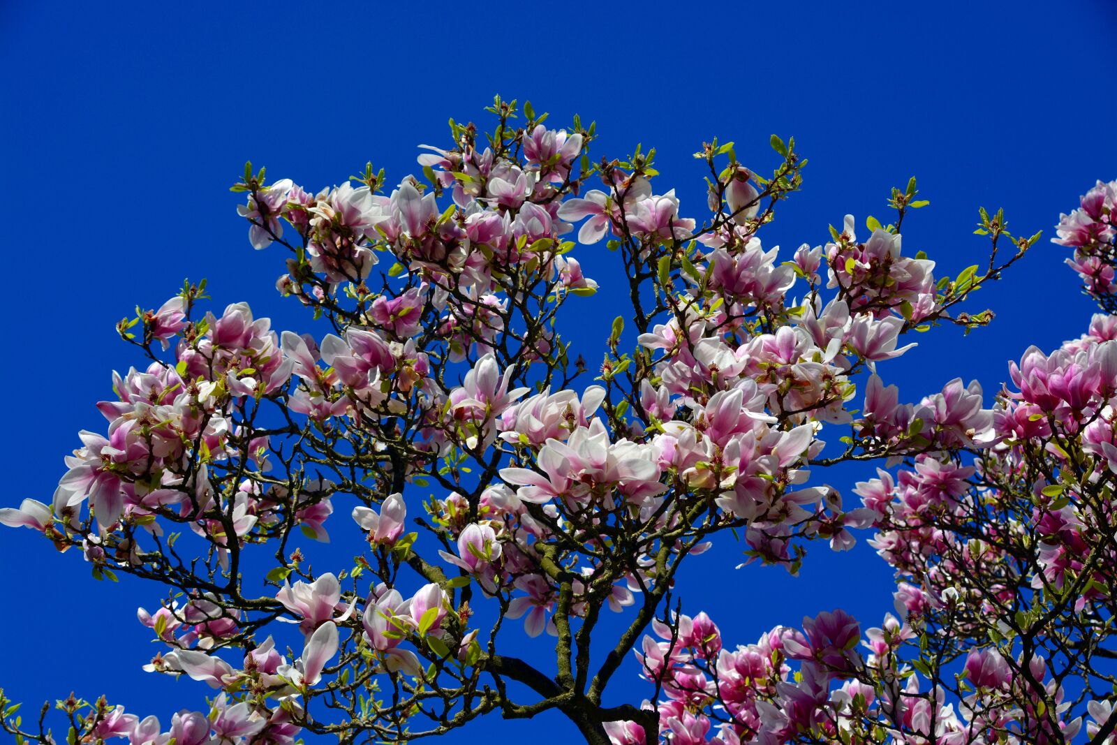 Nikon D5200 sample photo. Tulip tree, blossom, bloom photography