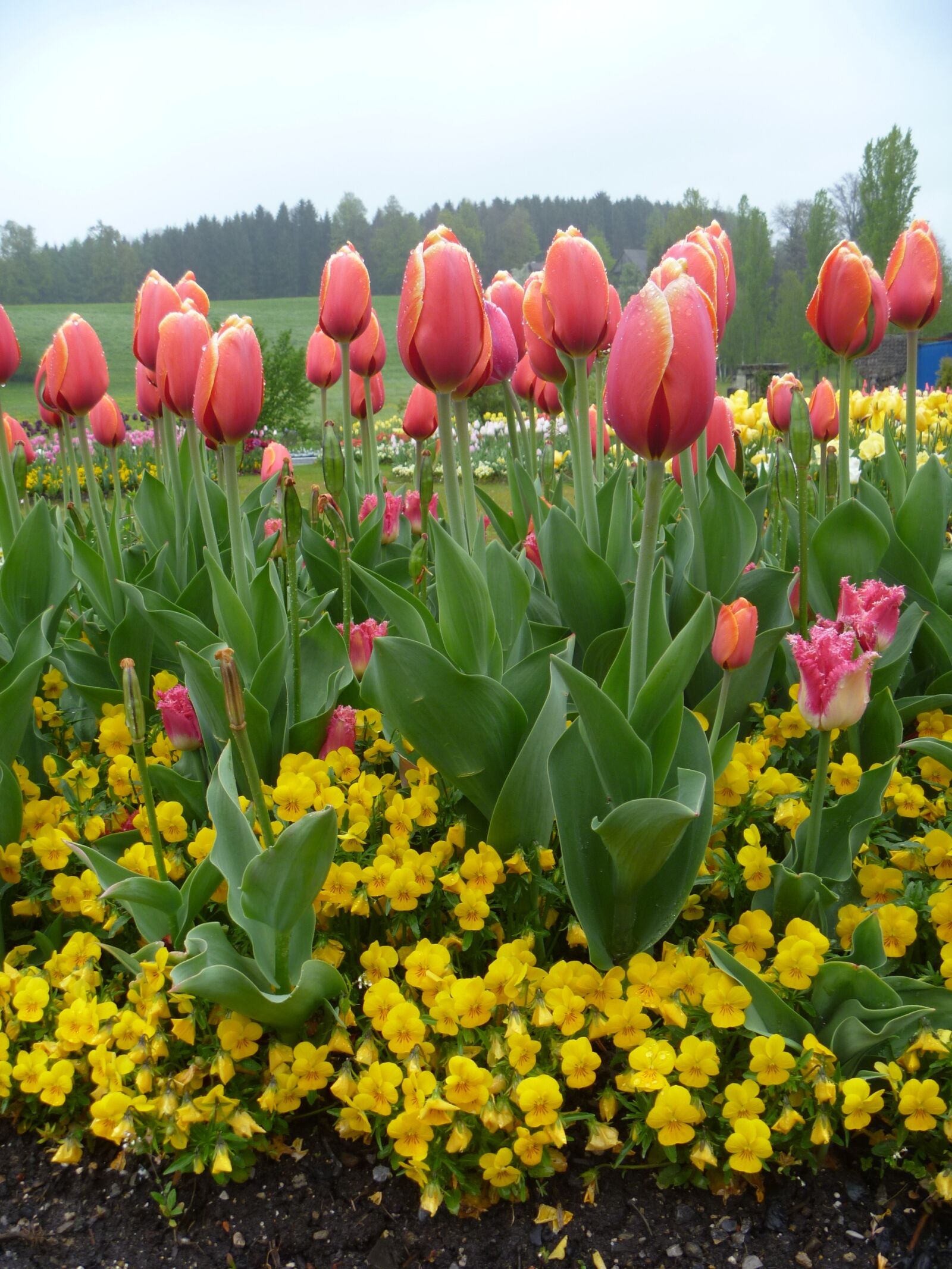 Panasonic DMC-FT10 sample photo. Tulip, flower, spring photography