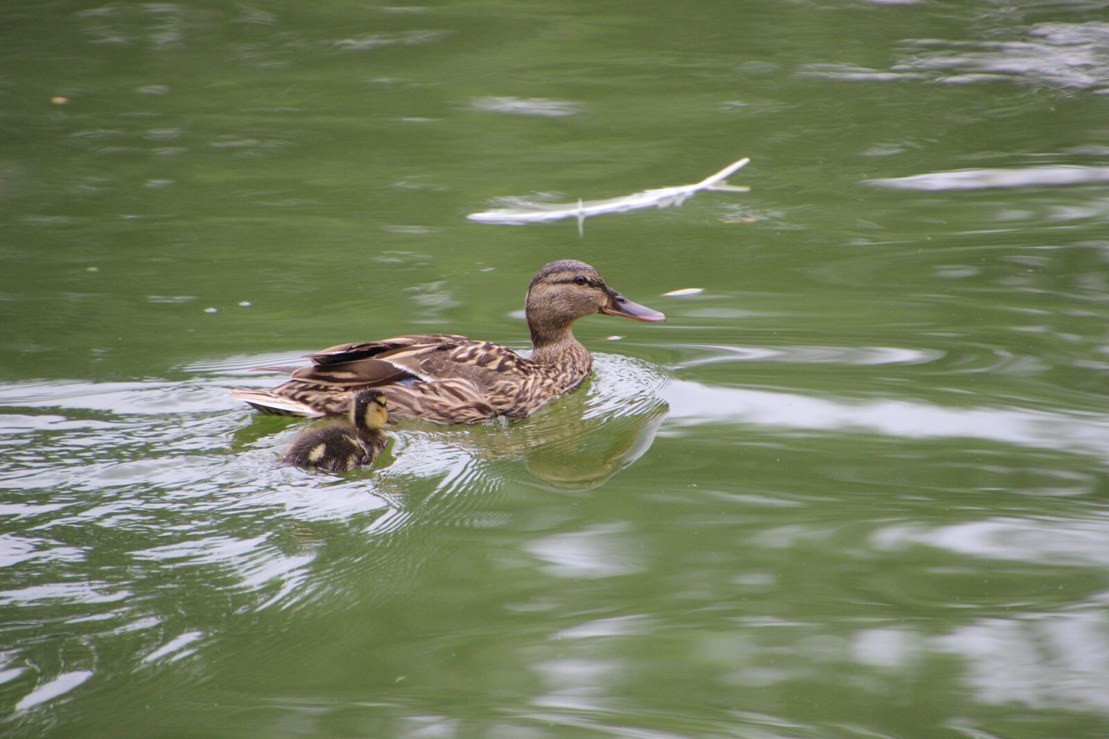 Canon EOS 600D (Rebel EOS T3i / EOS Kiss X5) sample photo. Wild duck, baby duck photography