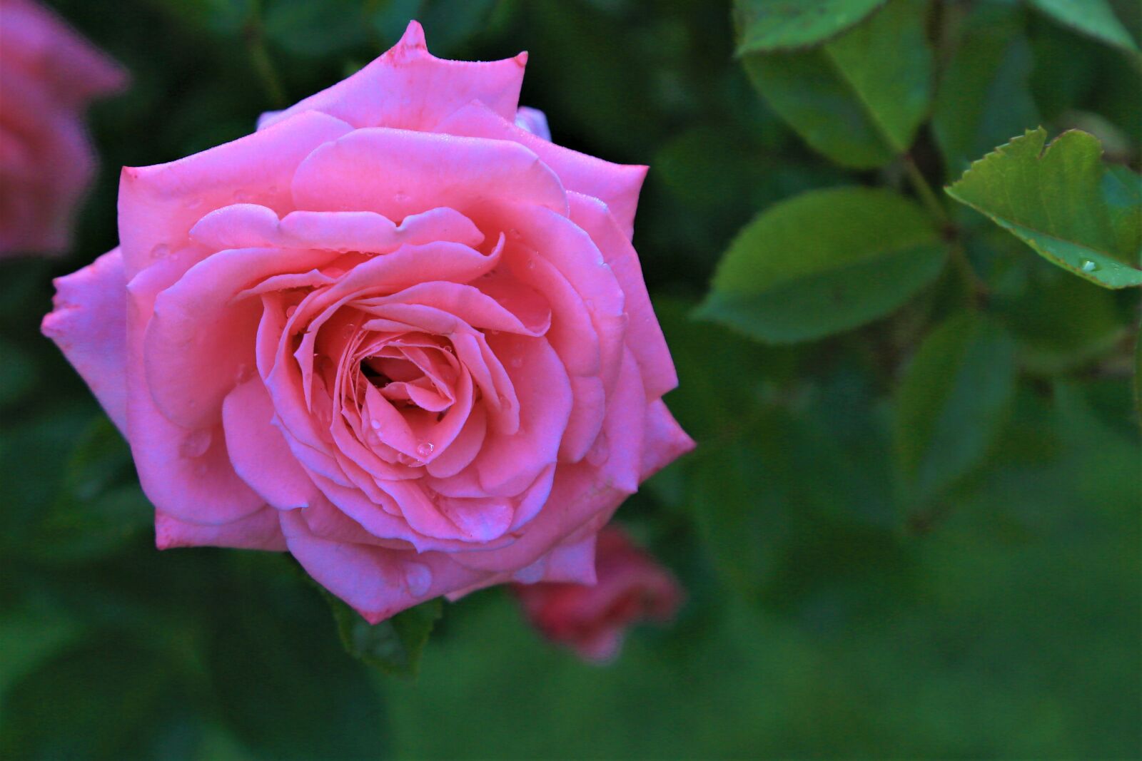 Canon EF 24-105mm F4L IS USM sample photo. Rose, spring, nature photography