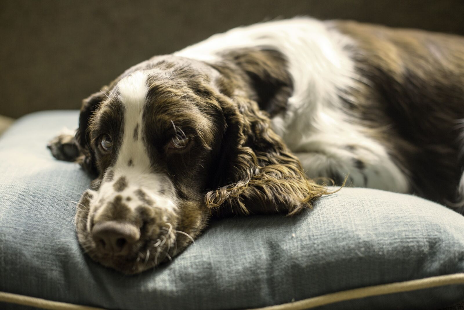 Nikon D600 sample photo. Springer, spaniel, dog photography