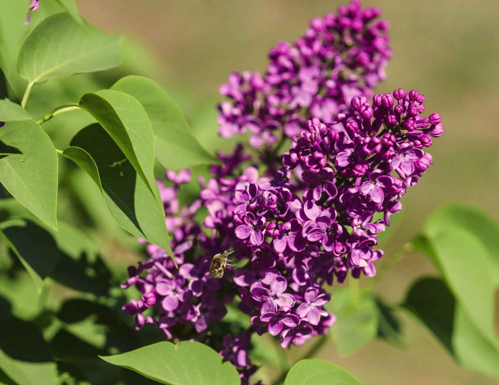 85mm F1.4 sample photo. Flowers, lilac, purple photography