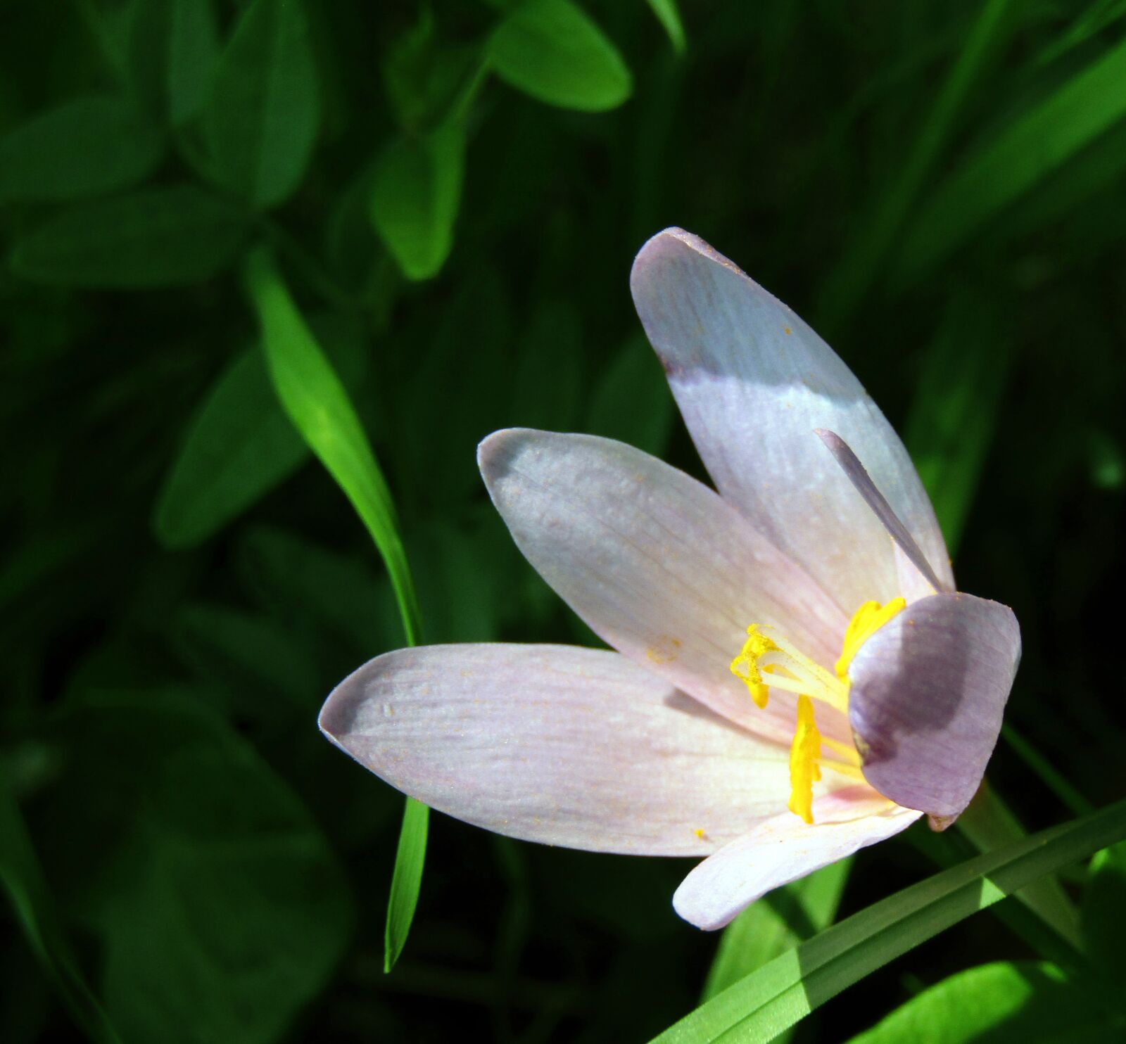 Canon PowerShot SX410 IS sample photo. Flower, prato, garden photography