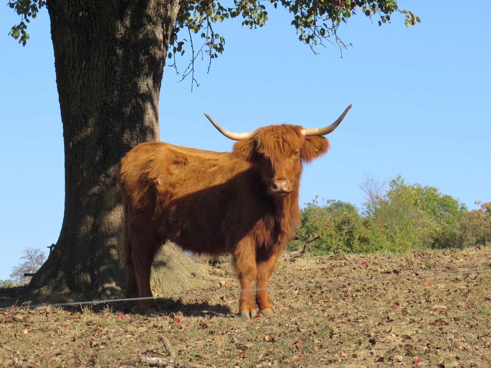 Canon PowerShot SX50 HS sample photo. Bull, ferdinand, tree photography