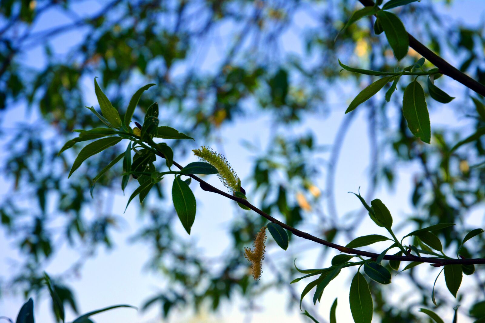 Nikon D5200 sample photo. Blossom, bloom, nature photography