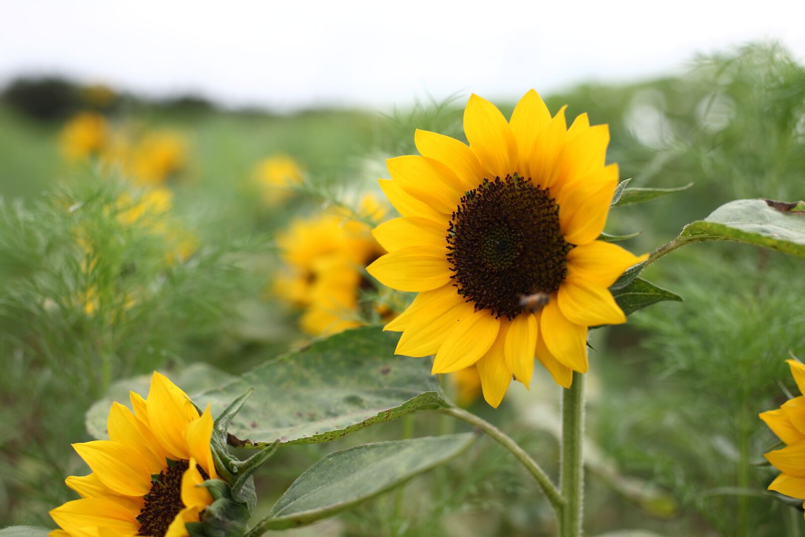 Canon EOS 5D sample photo. Sunflower, flower, yellow photography