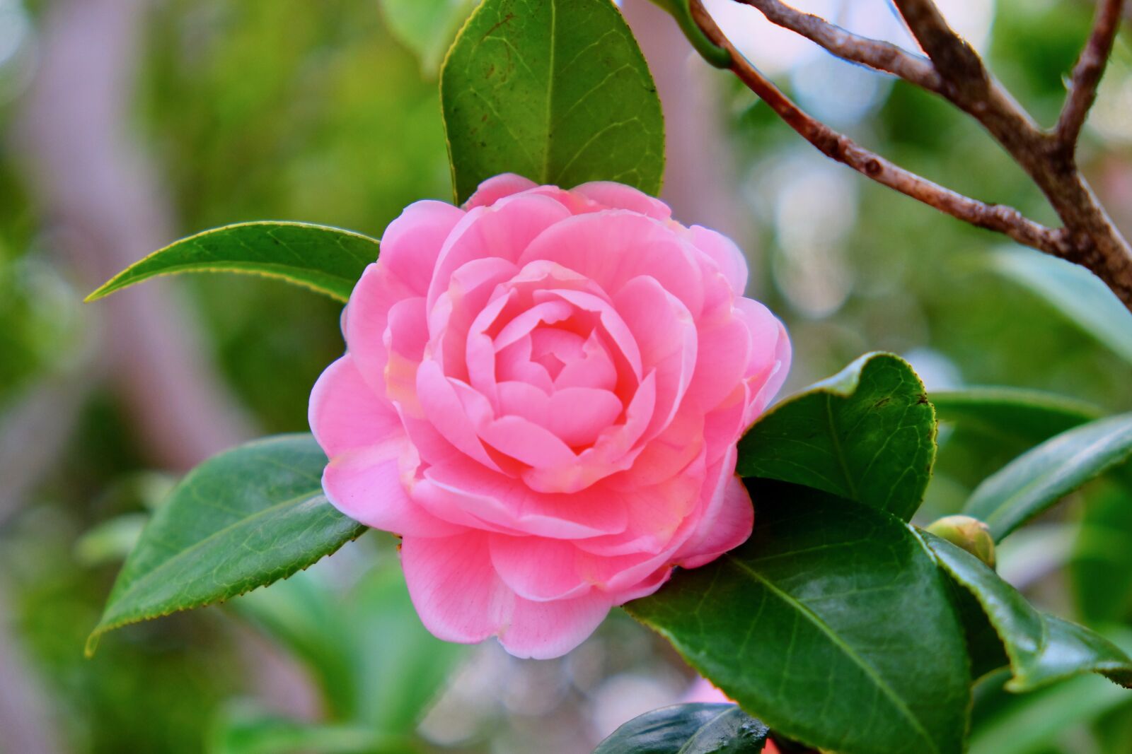 Fujifilm X-T10 sample photo. Flower, camellia, branches photography