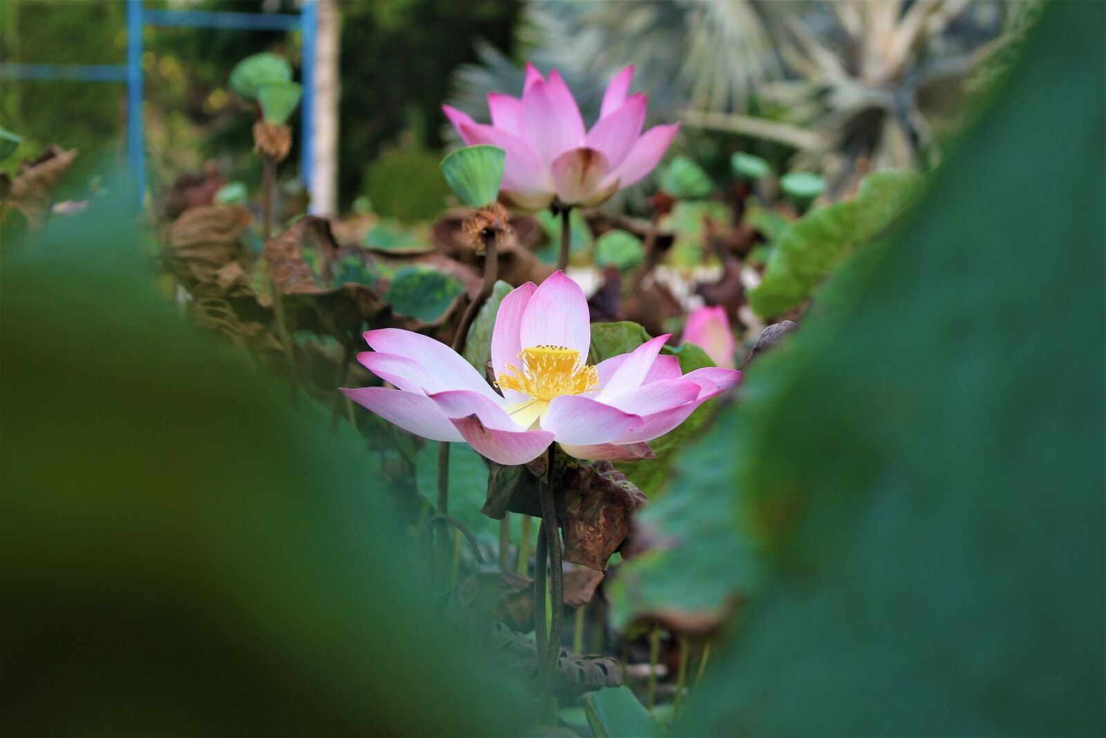 Canon EOS 700D (EOS Rebel T5i / EOS Kiss X7i) sample photo. Lotus, blooming, flower photography