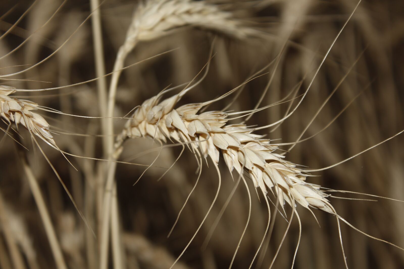Canon EOS 650D (EOS Rebel T4i / EOS Kiss X6i) + Canon EF-S 18-55mm F3.5-5.6 III sample photo. Wheat, wheat fields, crop photography