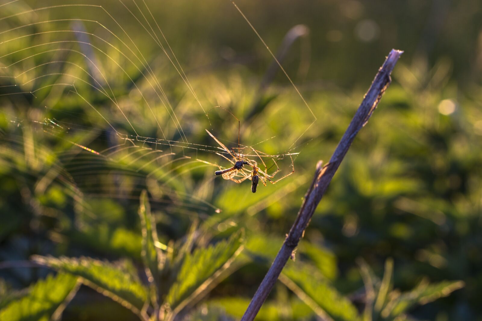 Tamron SP AF 60mm F2 Di II LD IF Macro sample photo. Spider, cobweb, mosquito photography