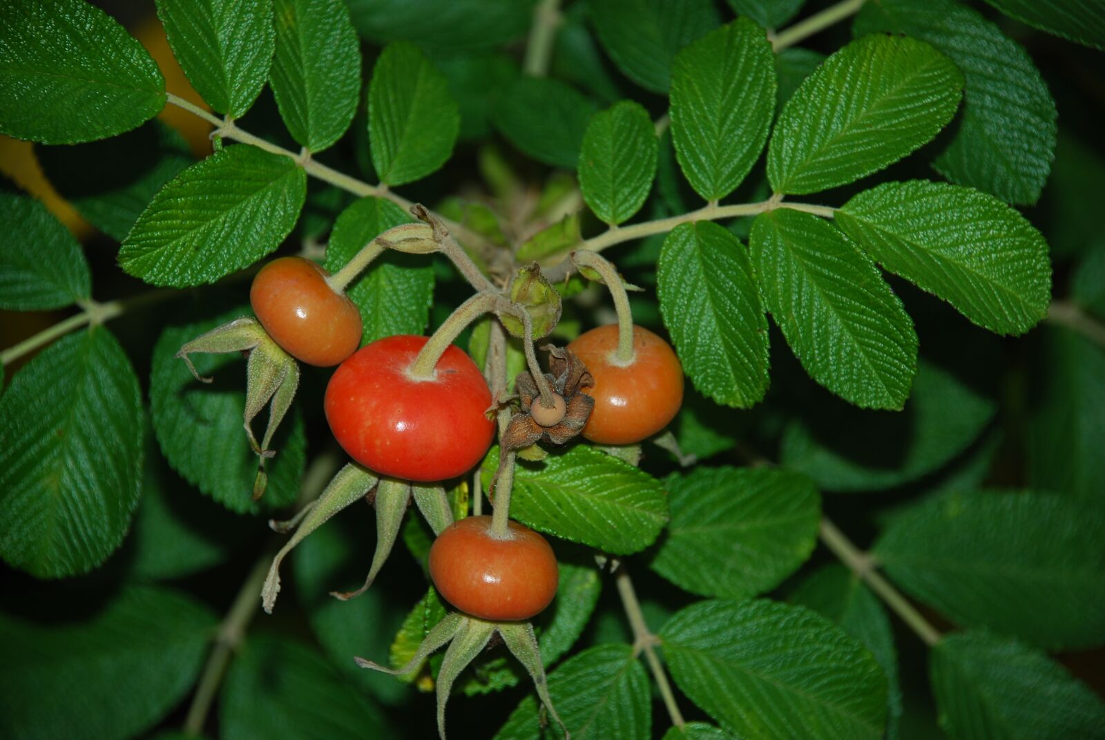 Nikon D80 sample photo. Rose hip, nature, plant photography