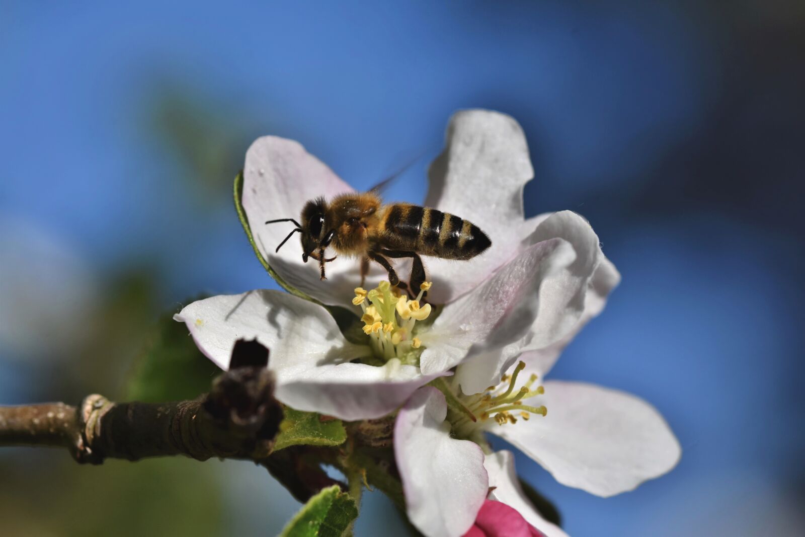 Nikon D7200 sample photo. Bee, honey bee, insect photography