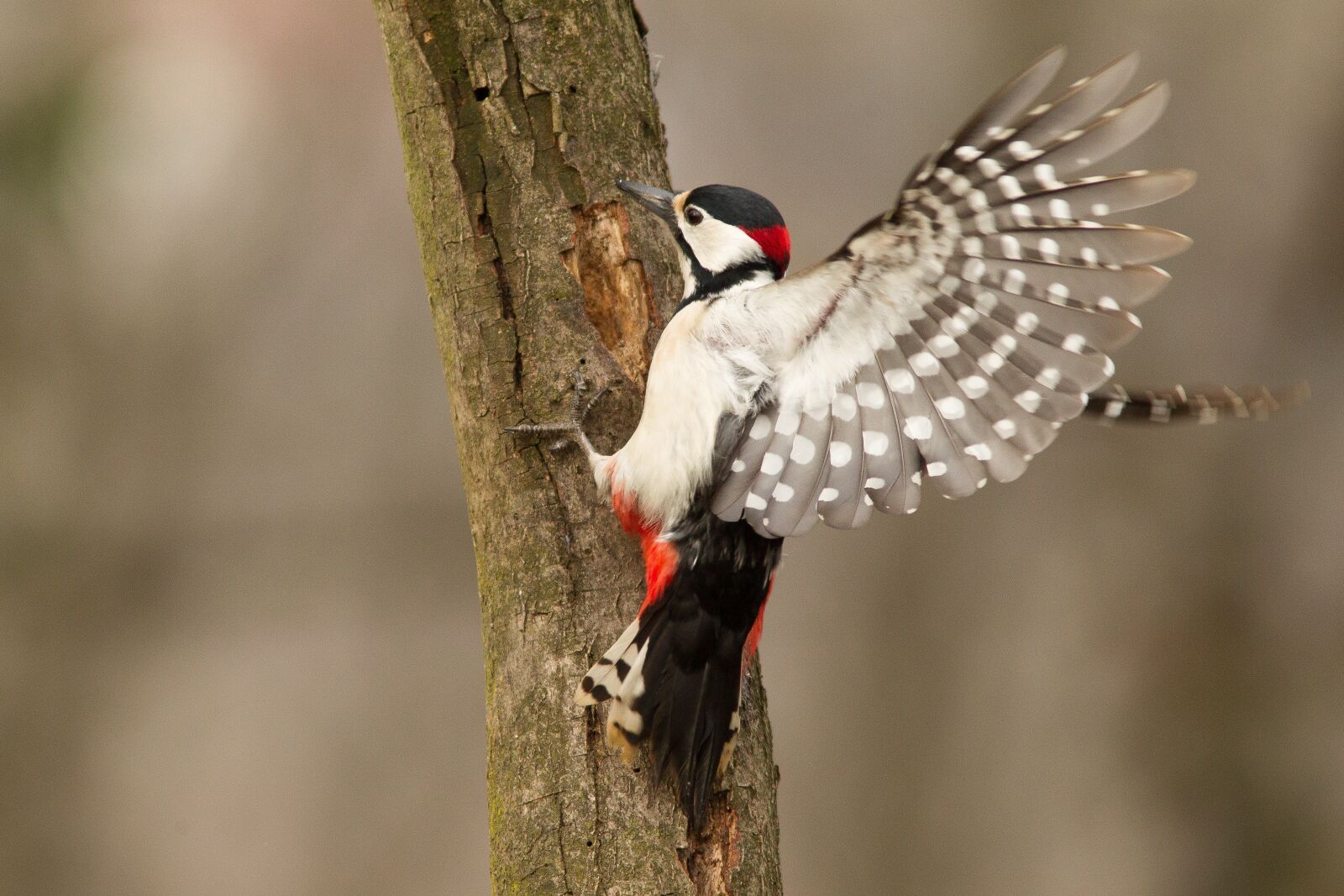 Canon EF 300mm F4L IS USM sample photo. Woodpecker, nature, mountain photography