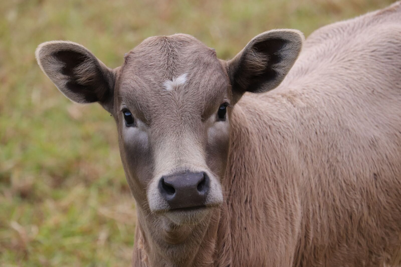 Canon EF-S 55-250mm F4-5.6 IS STM sample photo. Calf, cow, cattle photography
