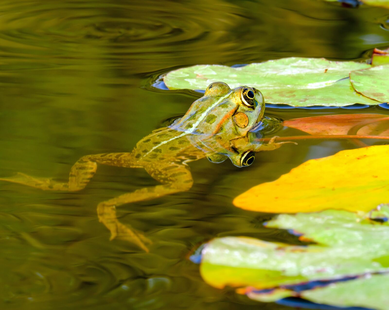 Fujifilm X-T10 + Fujifilm XC 50-230mm F4.5-6.7 OIS sample photo. Frog, water frog, frog photography