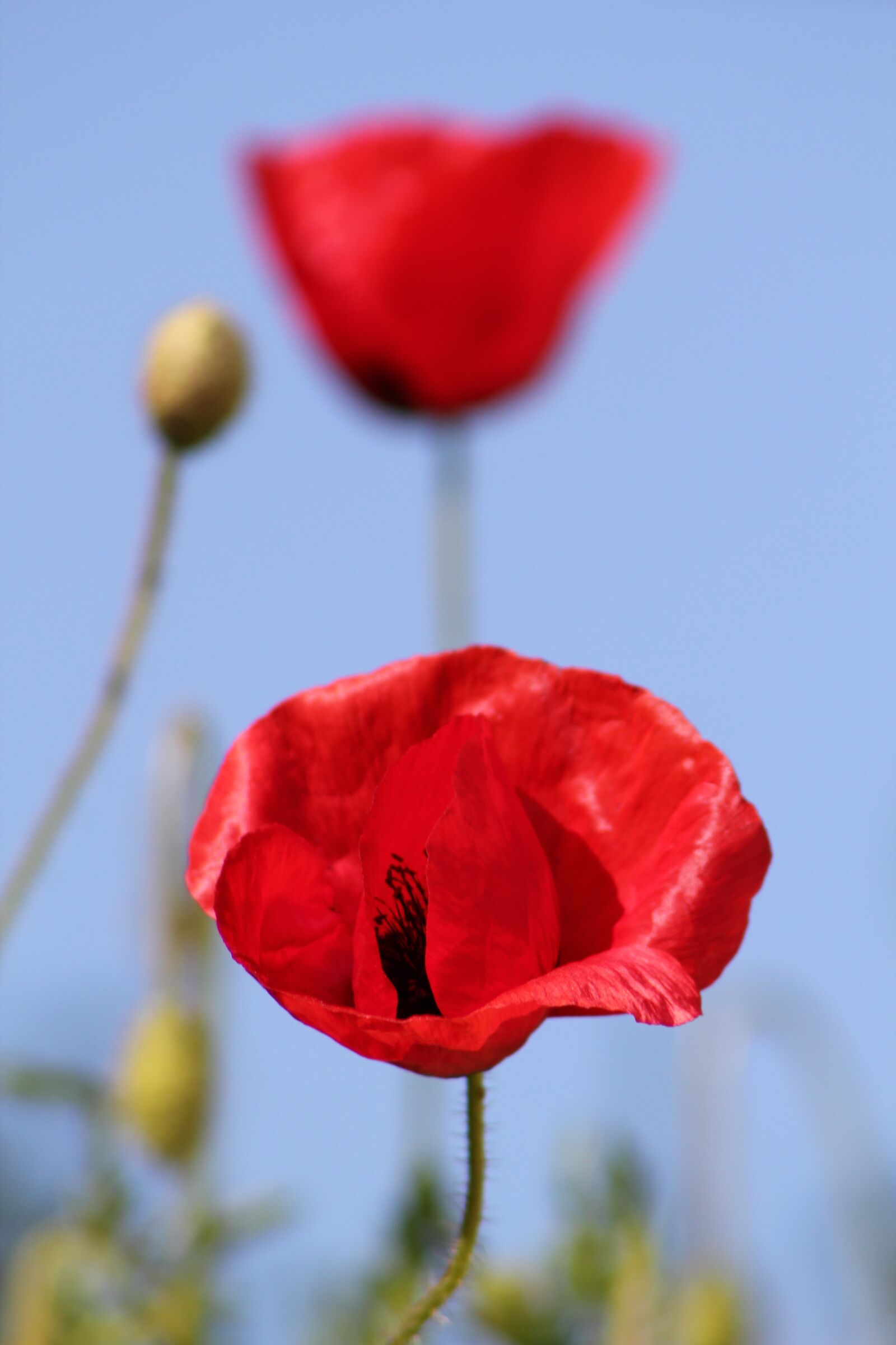 Canon EOS 550D (EOS Rebel T2i / EOS Kiss X4) sample photo. Poppy, flower, summer photography