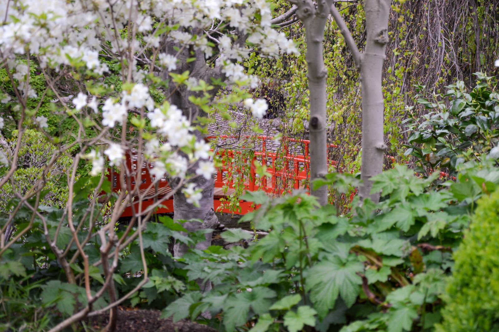 Nikon D3200 sample photo. Japanese garden, bridge, vegetation photography