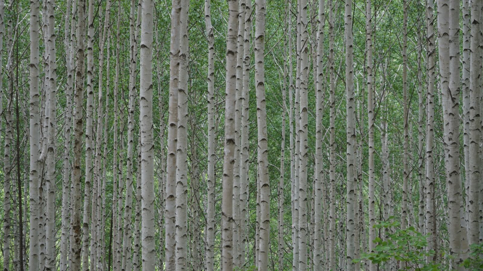 Sony a7 II + Sony FE 24-240mm F3.5-6.3 OSS sample photo. Birch, forest, nature photography
