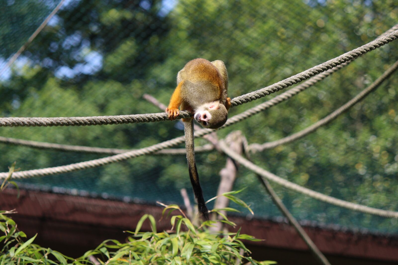 Canon EF-S 55-250mm F4-5.6 IS II sample photo. Squirrel monkey, monkey, capuchin-like photography