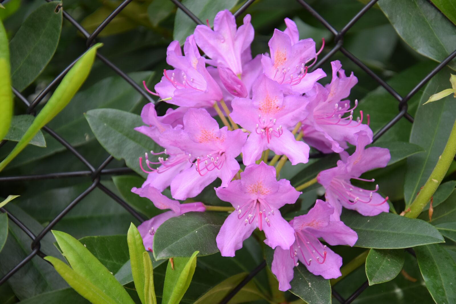 Nikon D5300 sample photo. Flower, bee, nectar photography