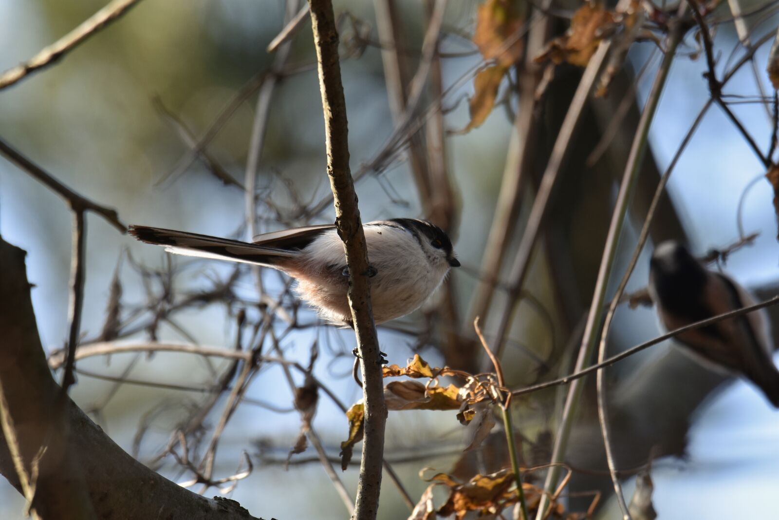 Nikon D7200 sample photo. Animal, forest, wood photography