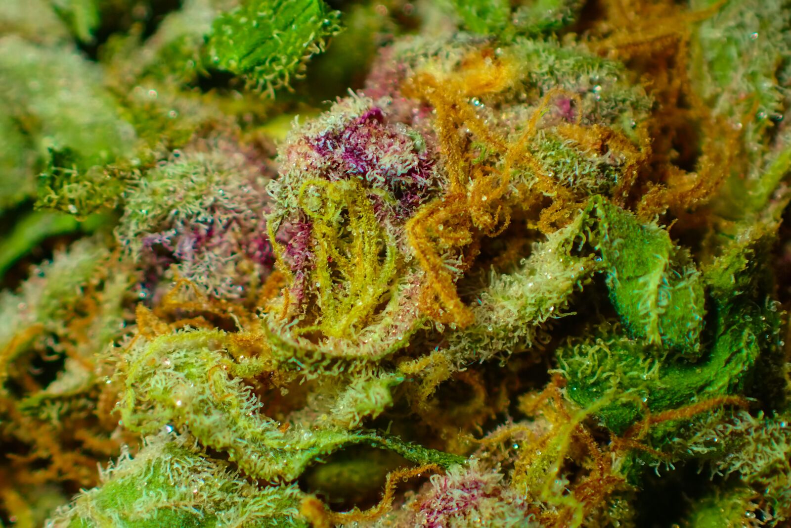 Olympus TG-4 sample photo. Bud, cannabis, close up photography