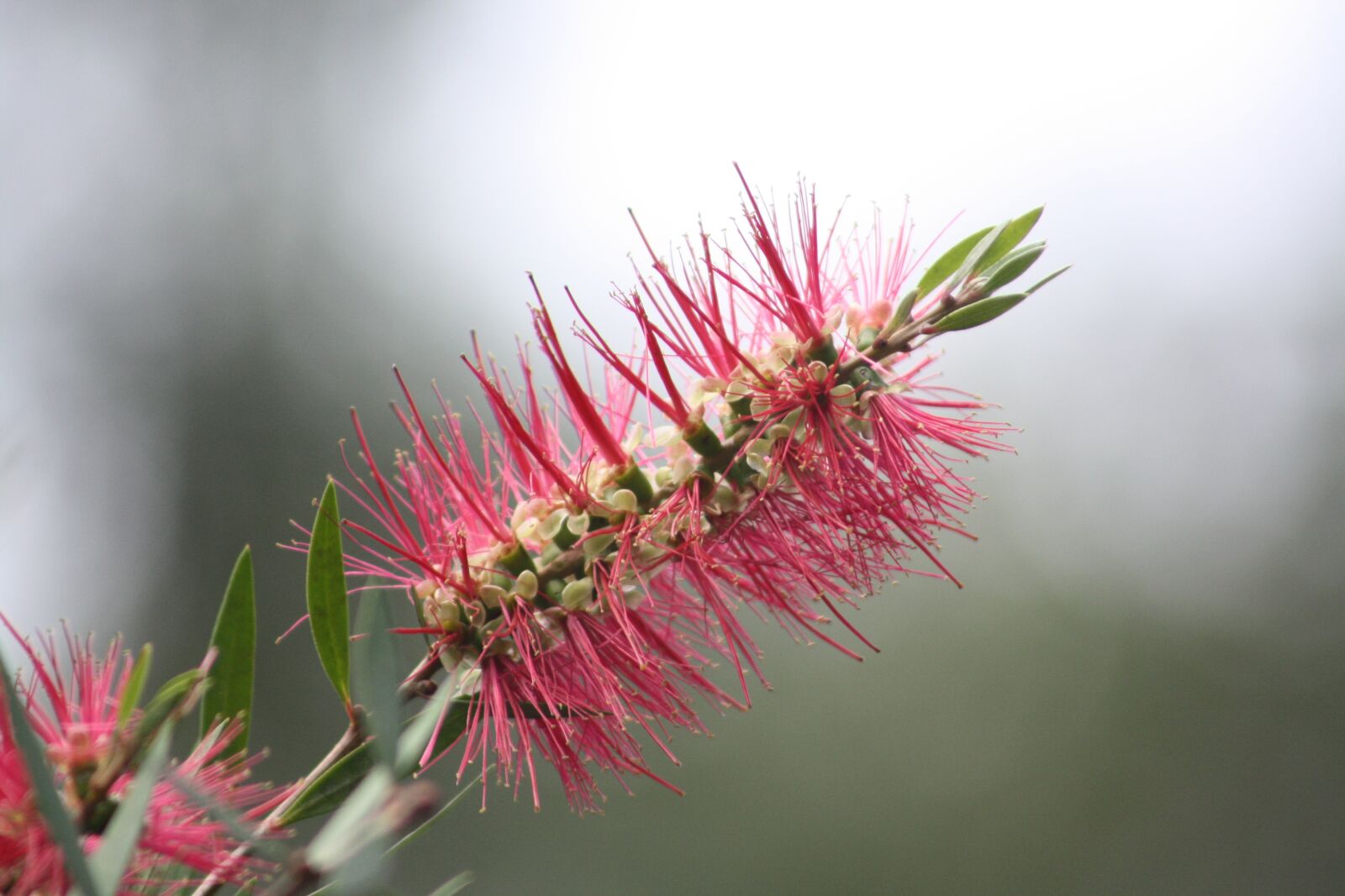 Canon EOS 1000D (EOS Digital Rebel XS / EOS Kiss F) sample photo. Flower, australia, australian photography
