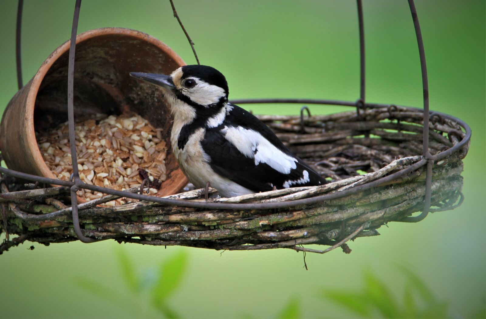 Tamron SP 150-600mm F5-6.3 Di VC USD sample photo. Great spotted woodpecker, feeding photography