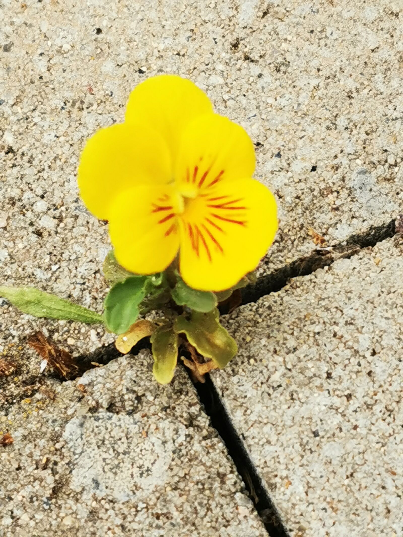 HUAWEI P30 Pro sample photo. Pansy, flower, will to photography