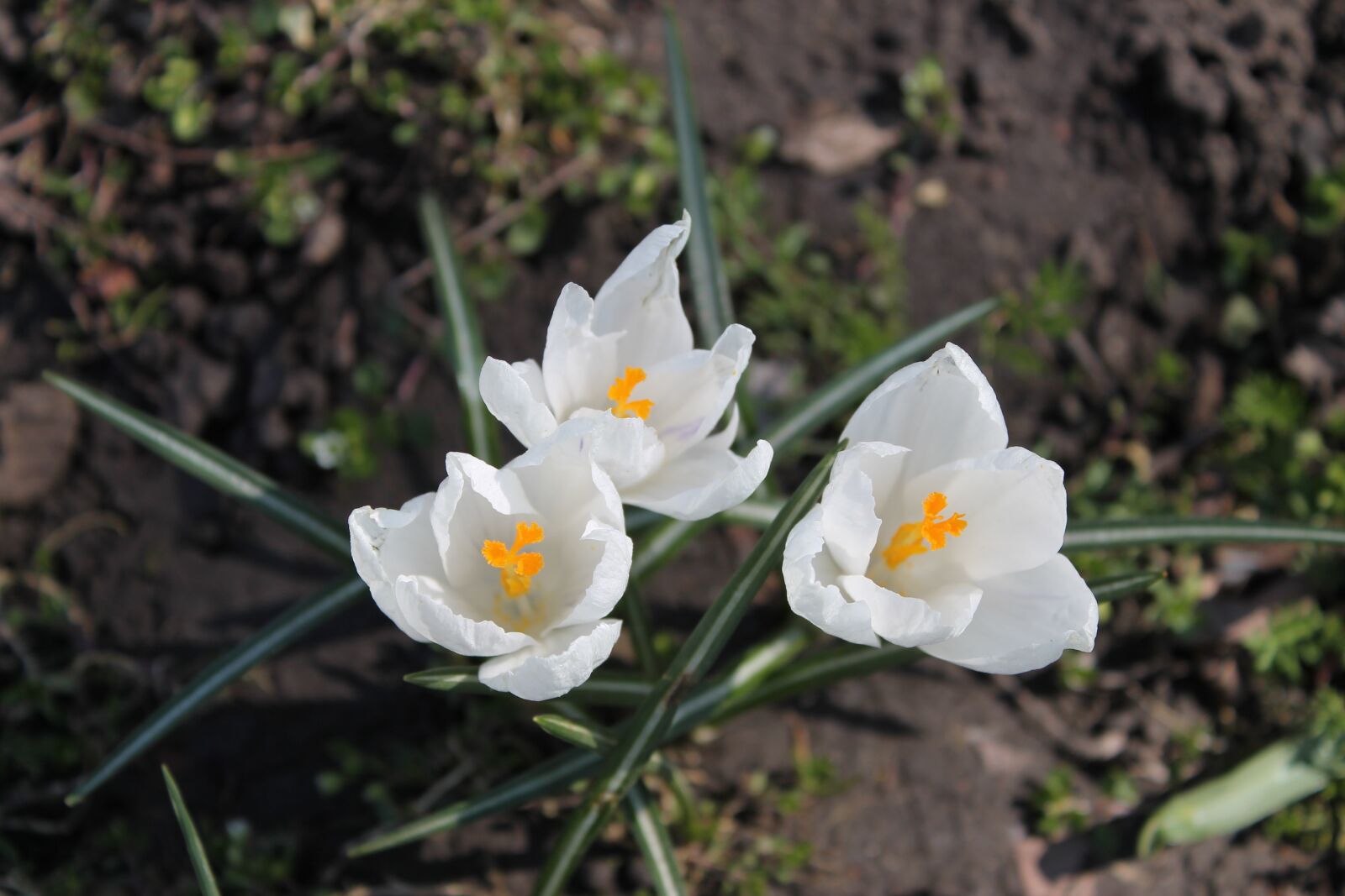 Canon EOS 1100D (EOS Rebel T3 / EOS Kiss X50) sample photo. Crocus, white flowers, flowers photography