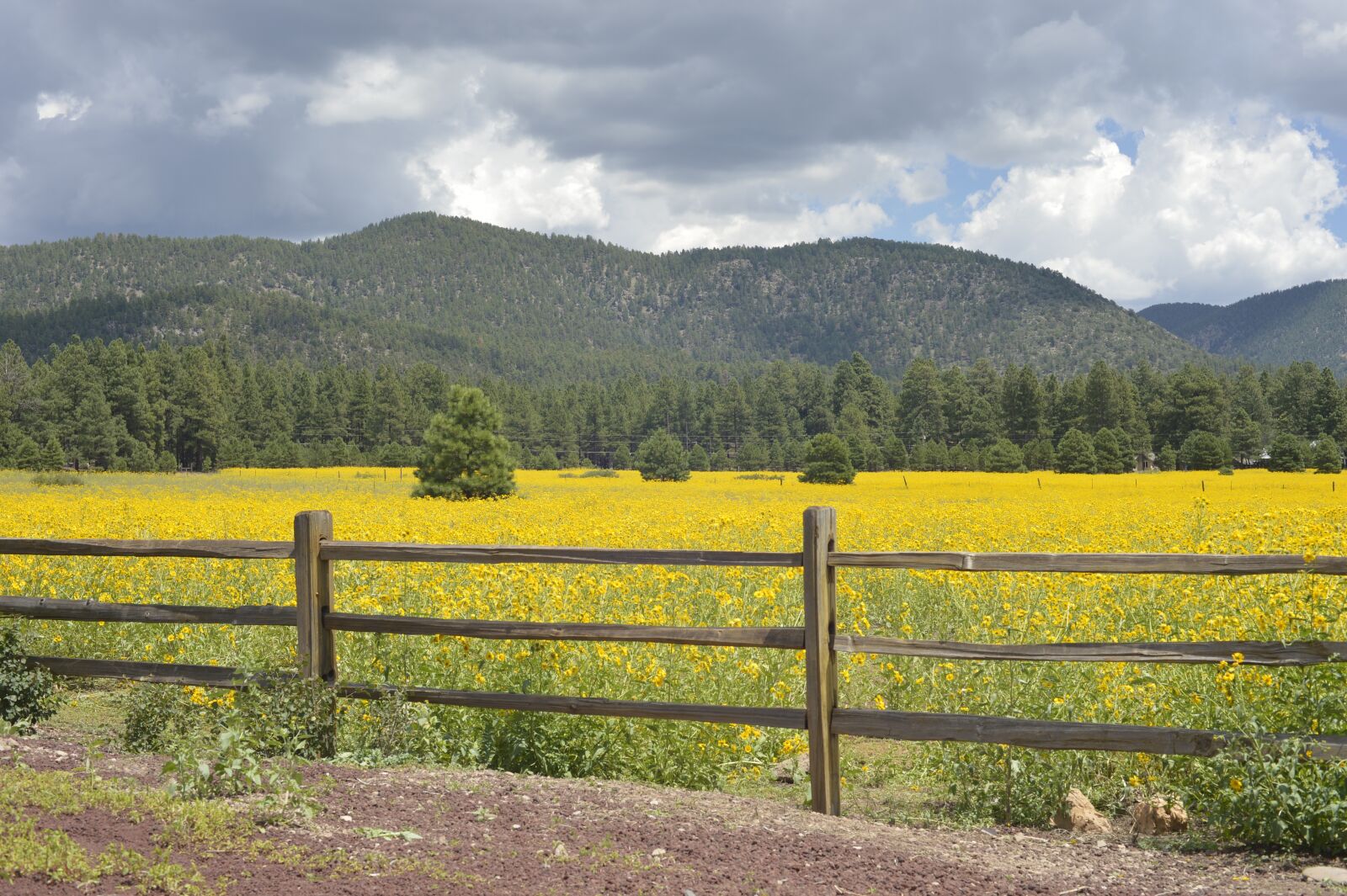Nikon D4 sample photo. Flagstaff, arizona, flowers photography