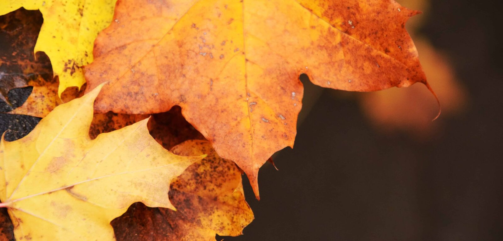 Nikon D3300 sample photo. Dry leaf, nature, macro photography