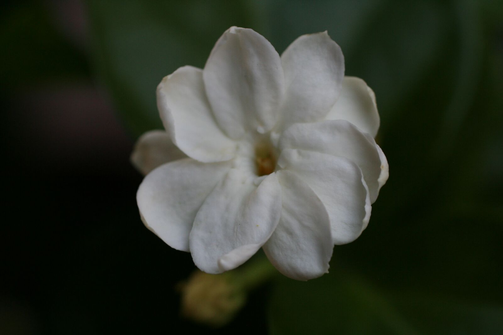 Canon EOS 350D (EOS Digital Rebel XT / EOS Kiss Digital N) sample photo. Jasmine, tropical, gardening photography