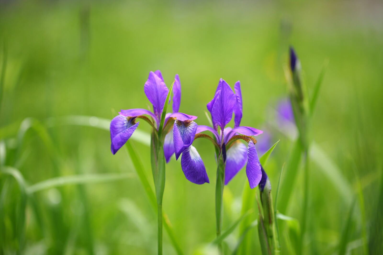 Canon EOS 5D Mark II sample photo. Nature, plants, outdoors photography