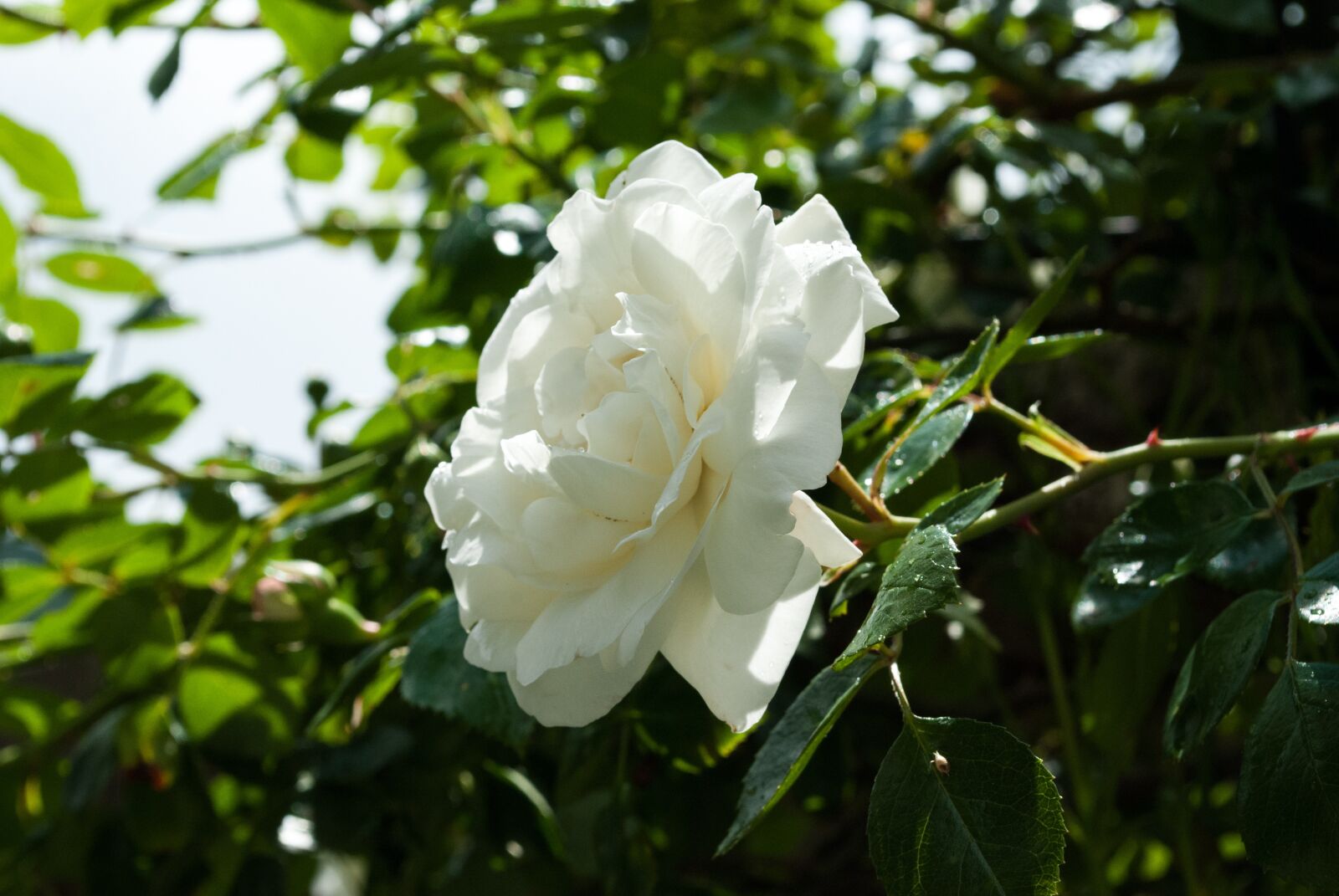 Nikon D60 sample photo. Rose, white, nature photography