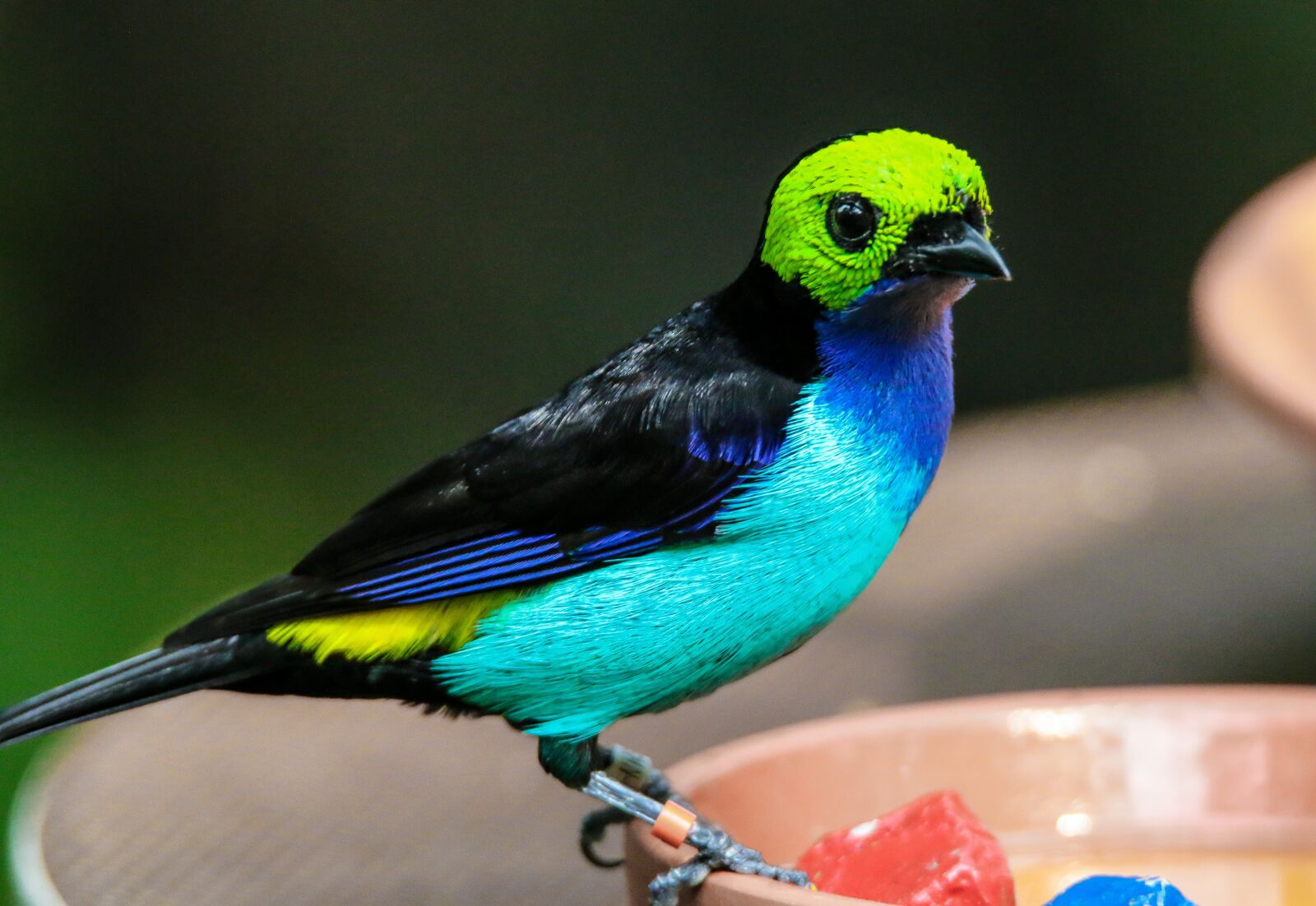 Tamron SP 150-600mm F5-6.3 Di VC USD sample photo. Animal world, bird, paradiestangare photography