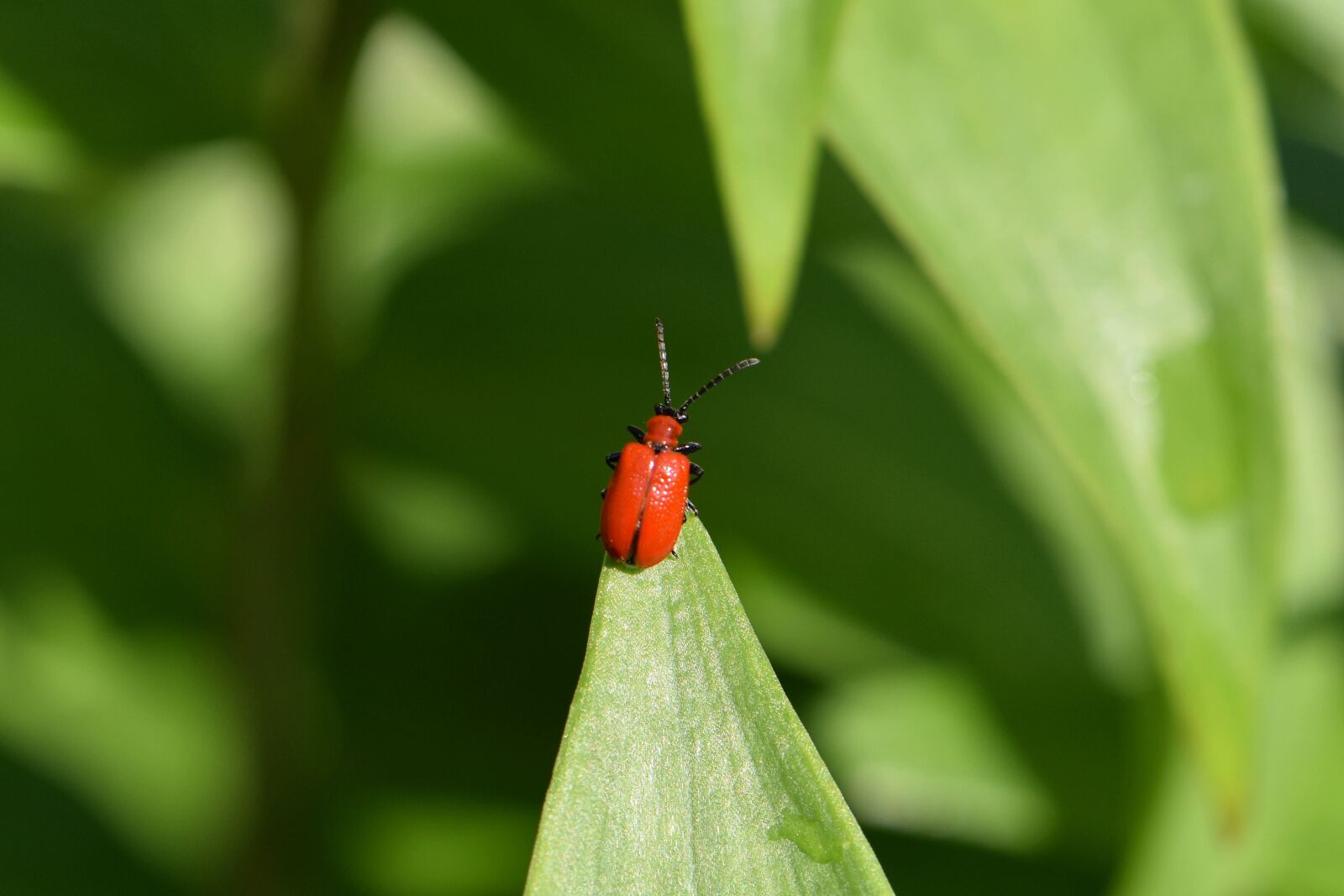 Nikon D5600 sample photo. Beetle, red, lily beetle photography