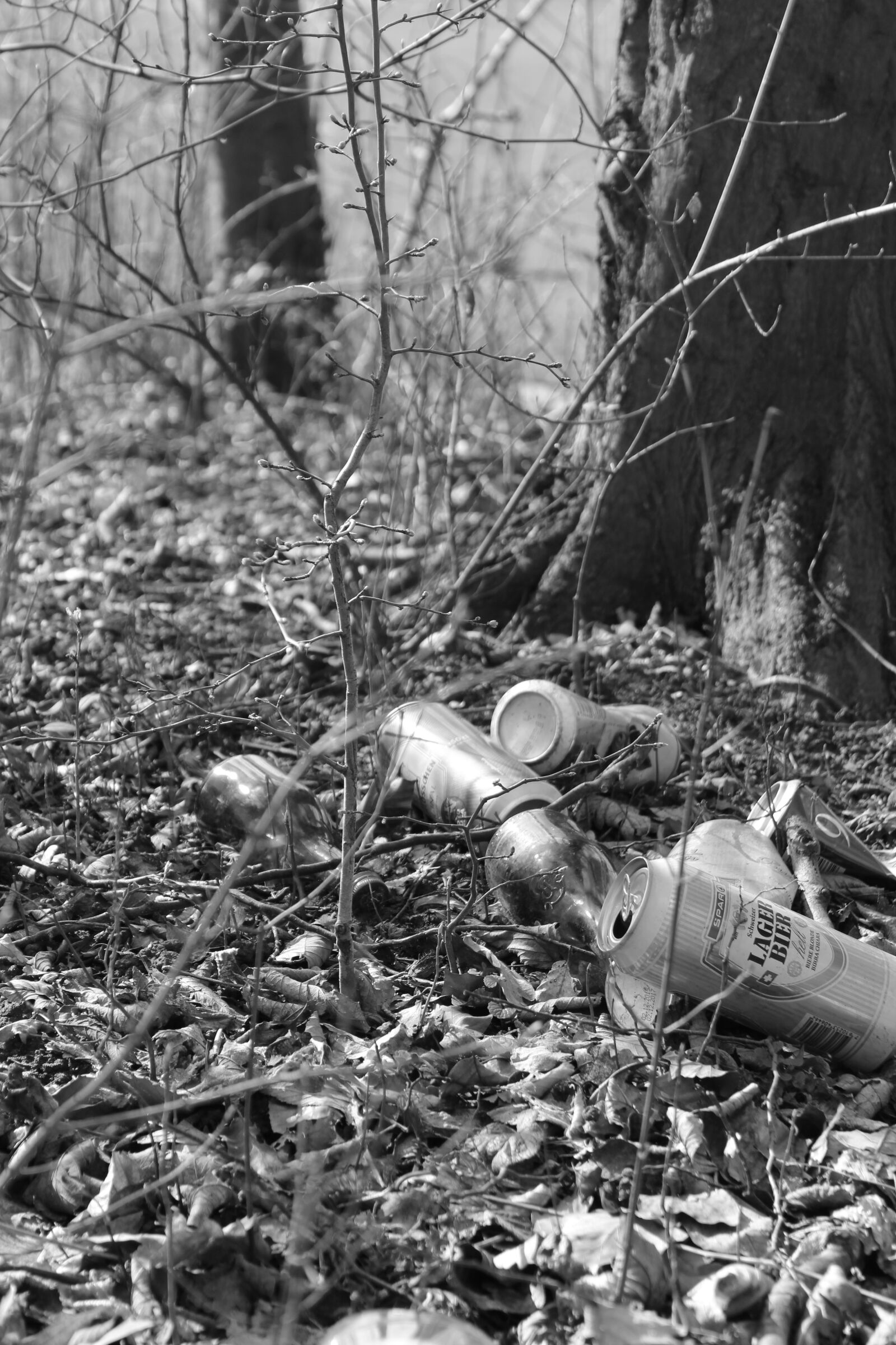 Canon EOS 1300D (EOS Rebel T6 / EOS Kiss X80) sample photo. Black and white, nature photography