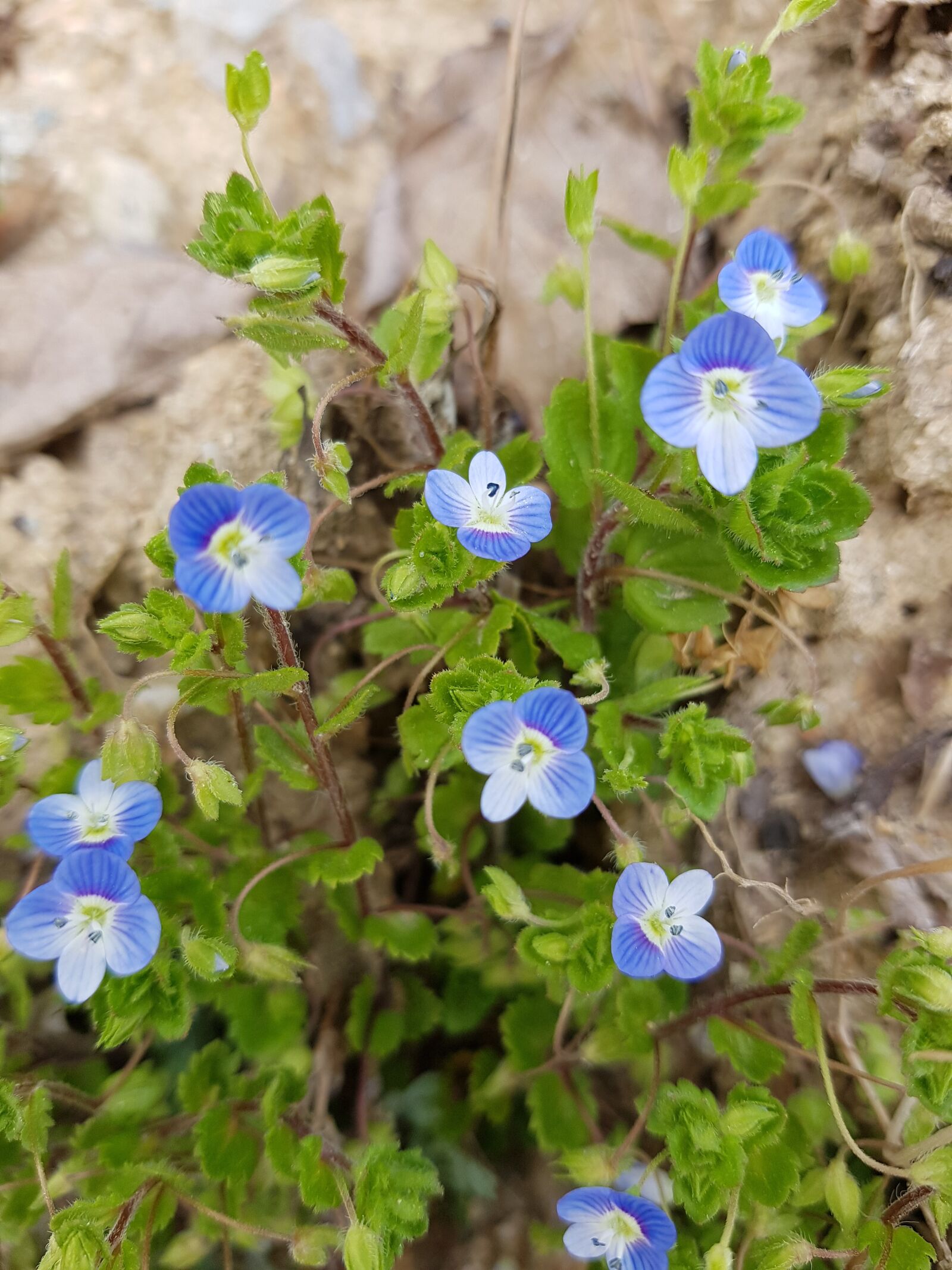 Samsung Galaxy S7 sample photo. A large spring near photography
