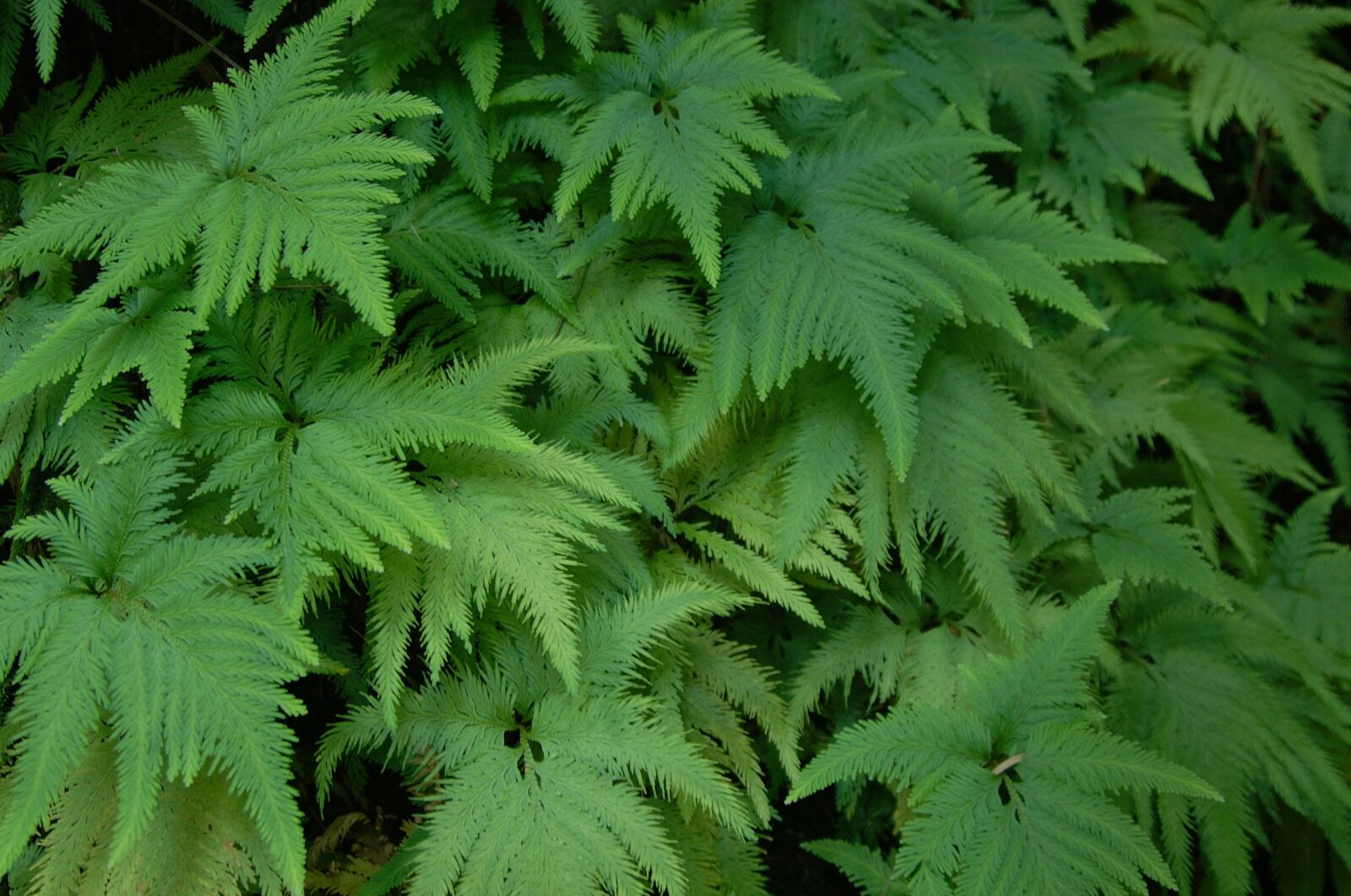 Fujifilm FinePix S1 Pro sample photo. Fern, green, leaves photography