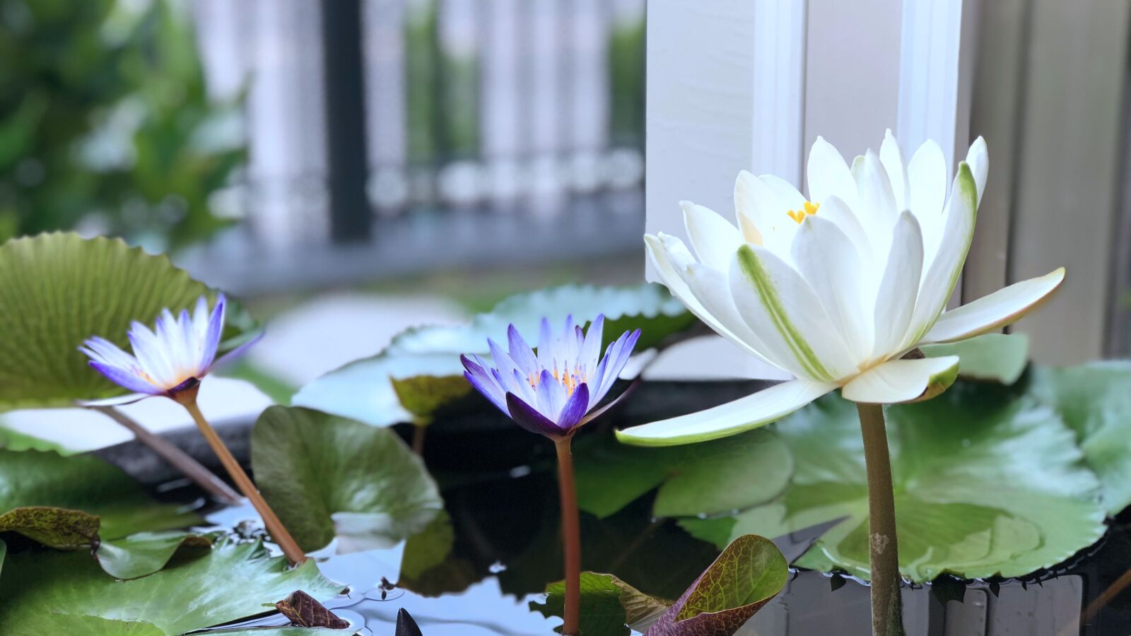 iPhone 8 Plus back dual camera 6.6mm f/2.8 sample photo. Flower, plant, nature photography