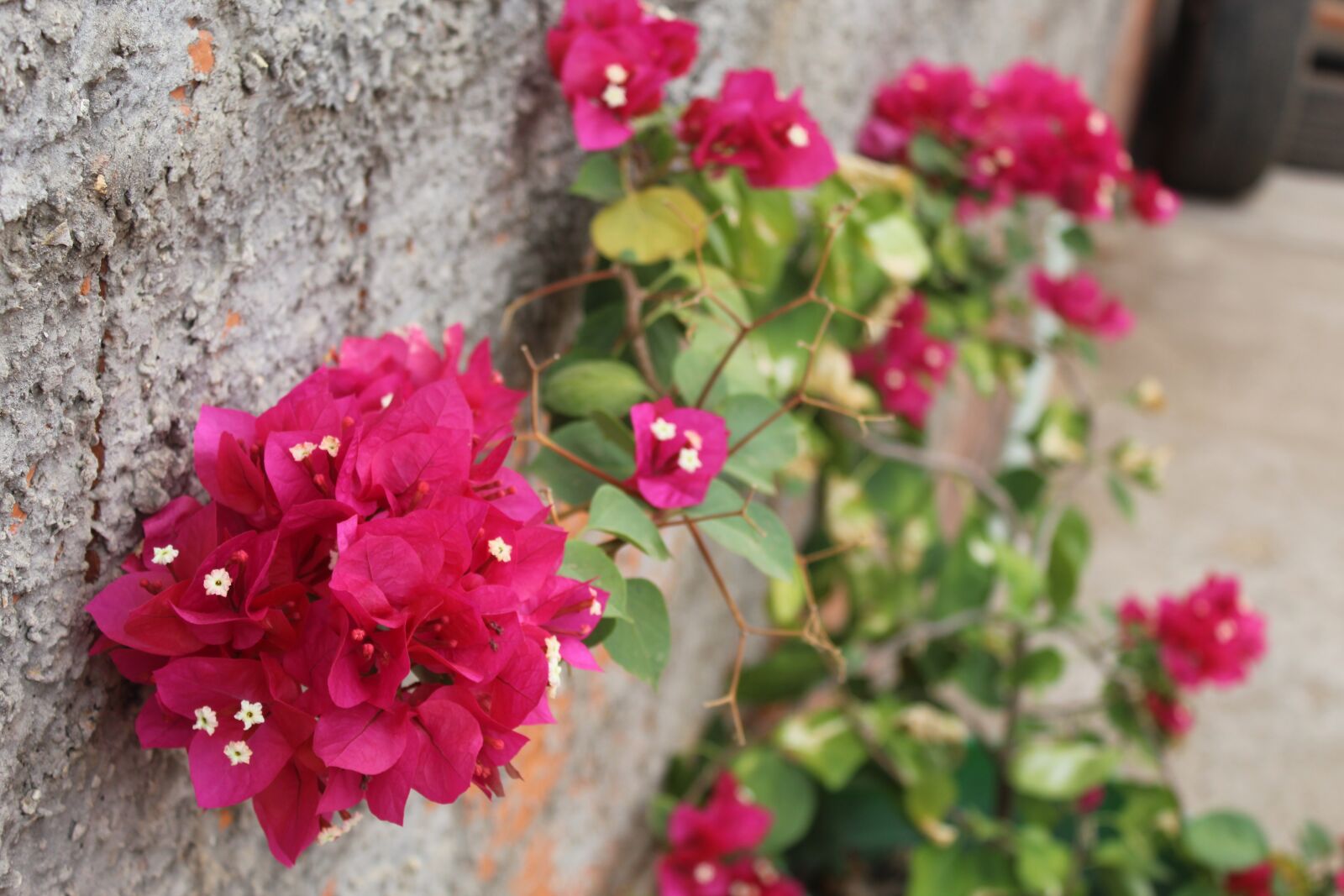 Canon EOS 1200D (EOS Rebel T5 / EOS Kiss X70 / EOS Hi) sample photo. Flowers, plant, flower photography