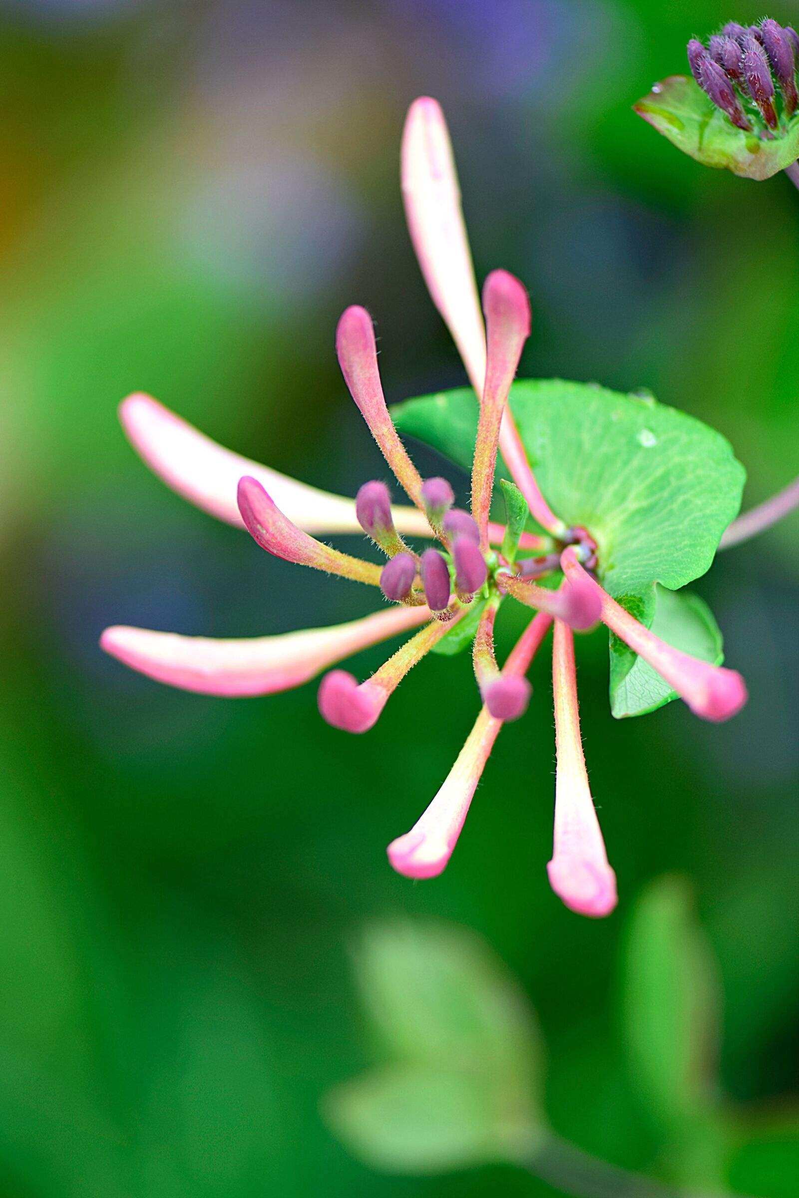 Nikon D5300 sample photo. Honeysuckle, flowers, garden photography
