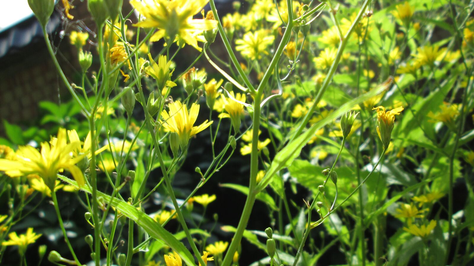 Canon PowerShot A810 sample photo. Flowers, nature, retro photography