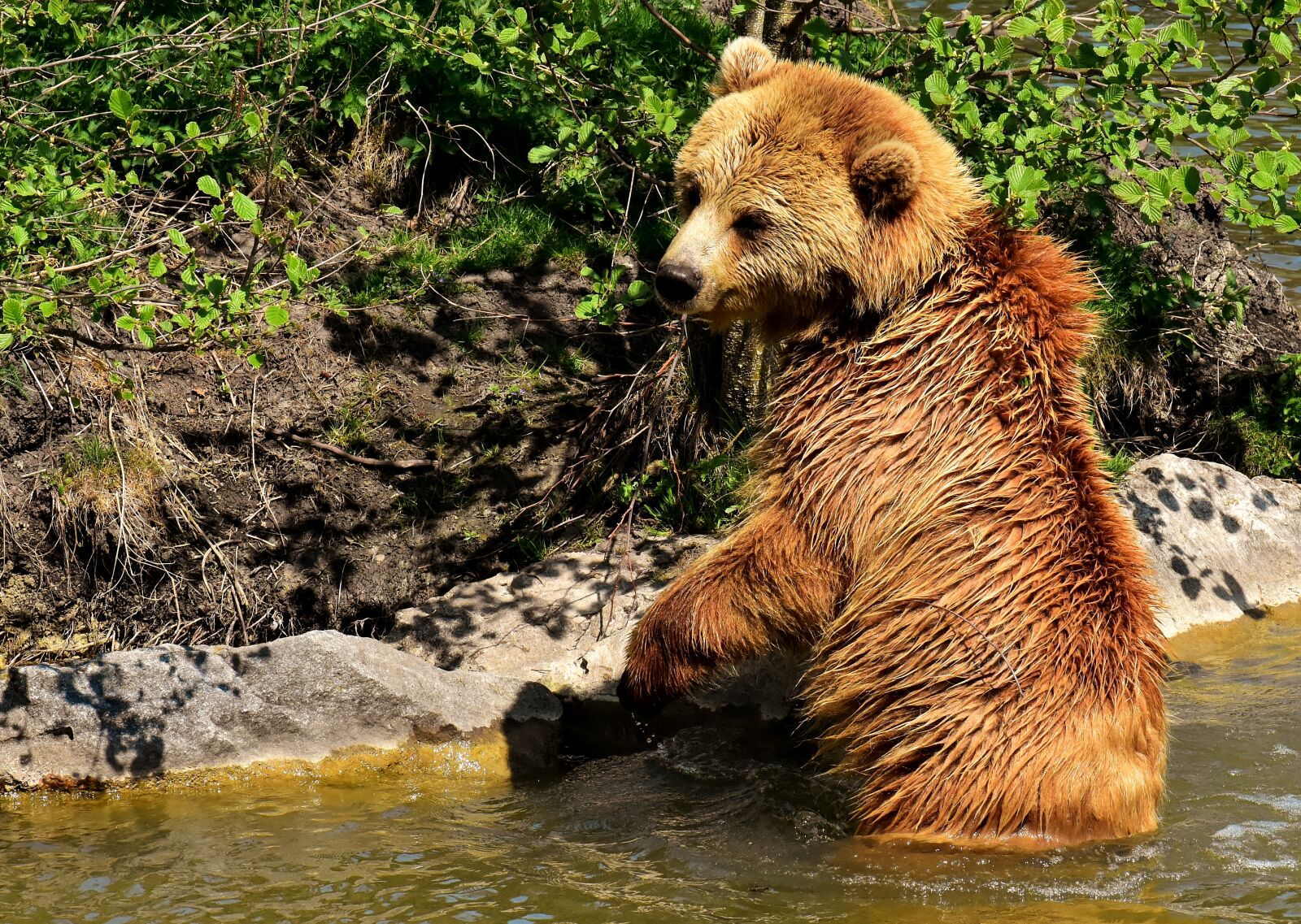 Nikon D7200 sample photo. European brown bear, play photography