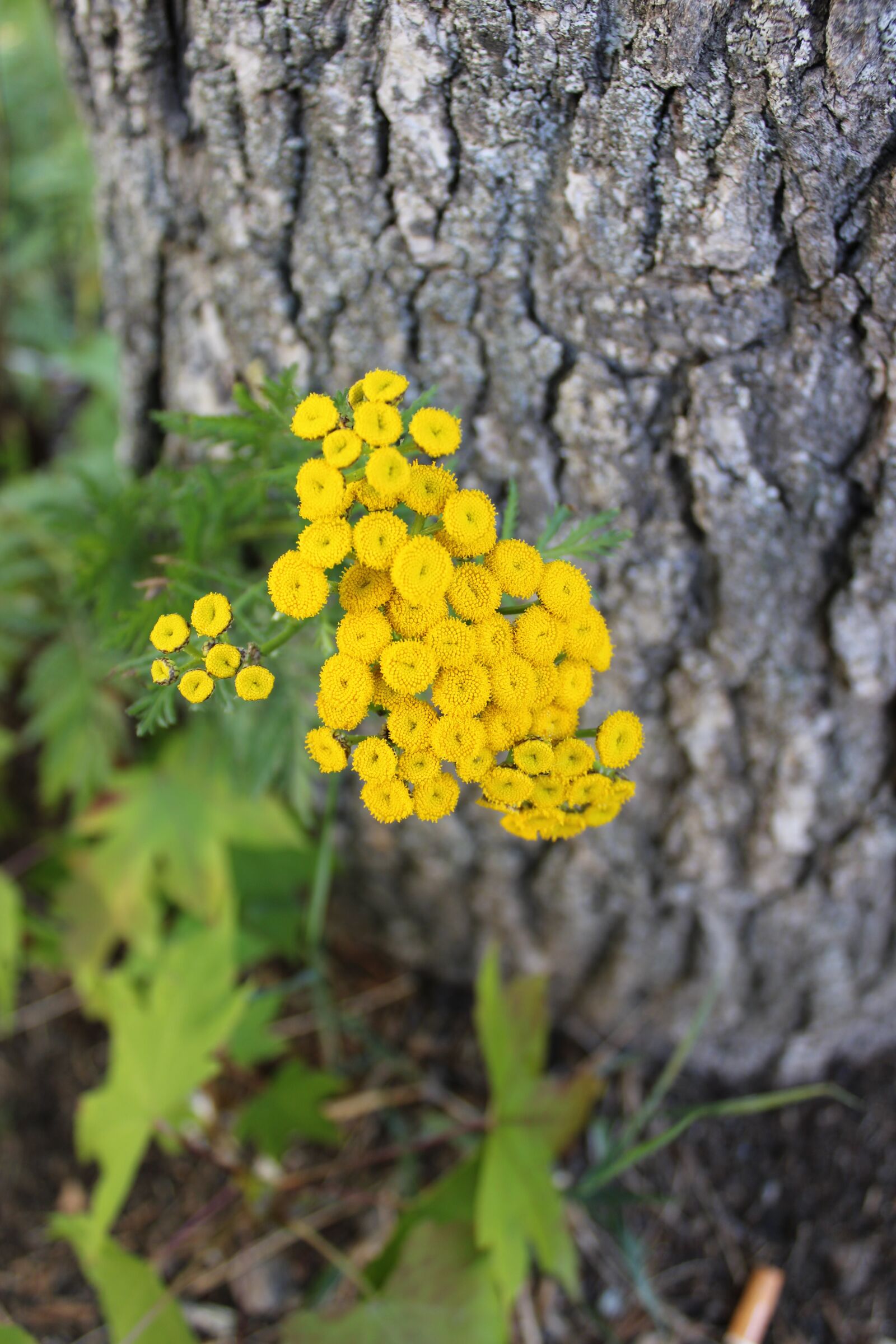 Canon EOS 2000D (EOS Rebel T7 / EOS Kiss X90 / EOS 1500D) sample photo. Nature, plant, wild flowers photography