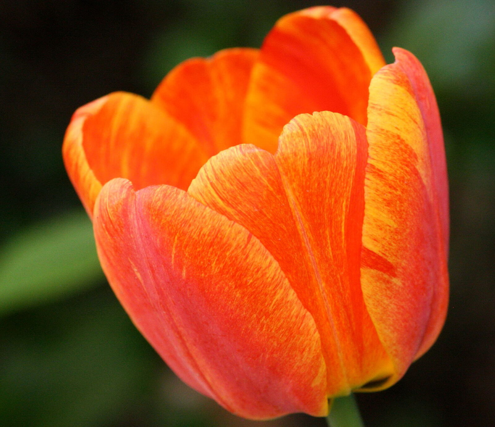 Canon EOS 1000D (EOS Digital Rebel XS / EOS Kiss F) + f/4-5.6 IS II sample photo. Variegated tulip, flower, colorful photography