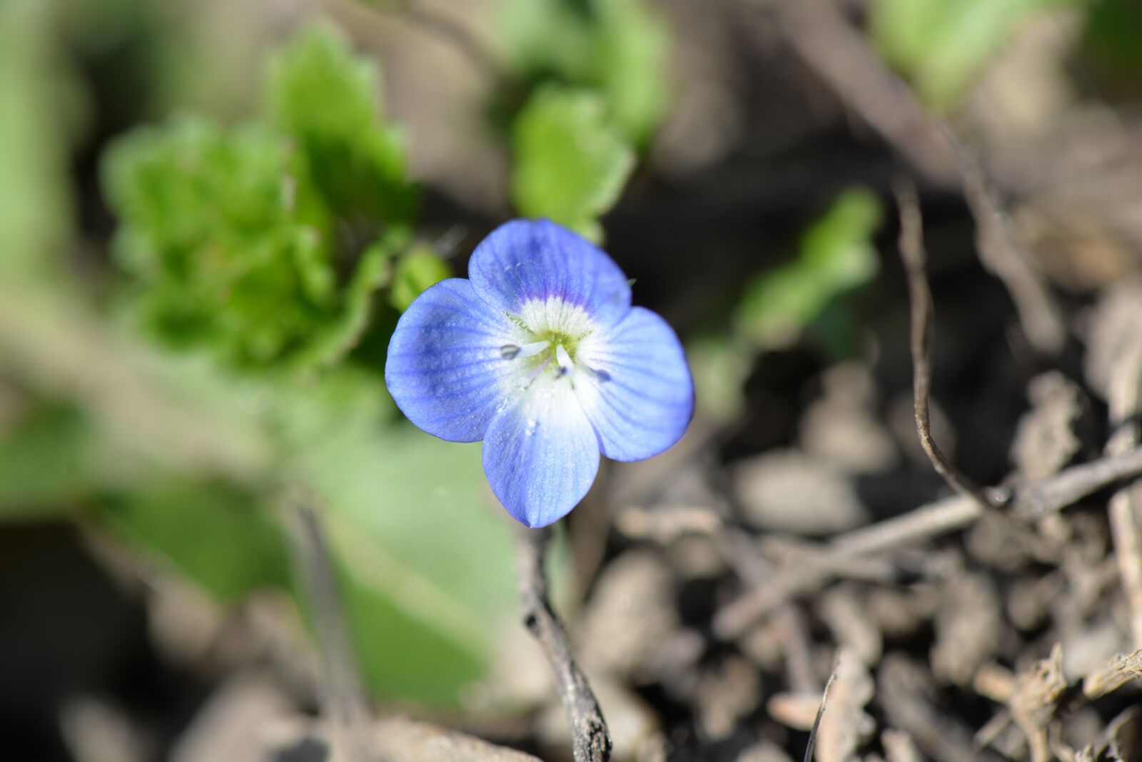 Nikon D610 sample photo. Pointed flower, honorary award photography