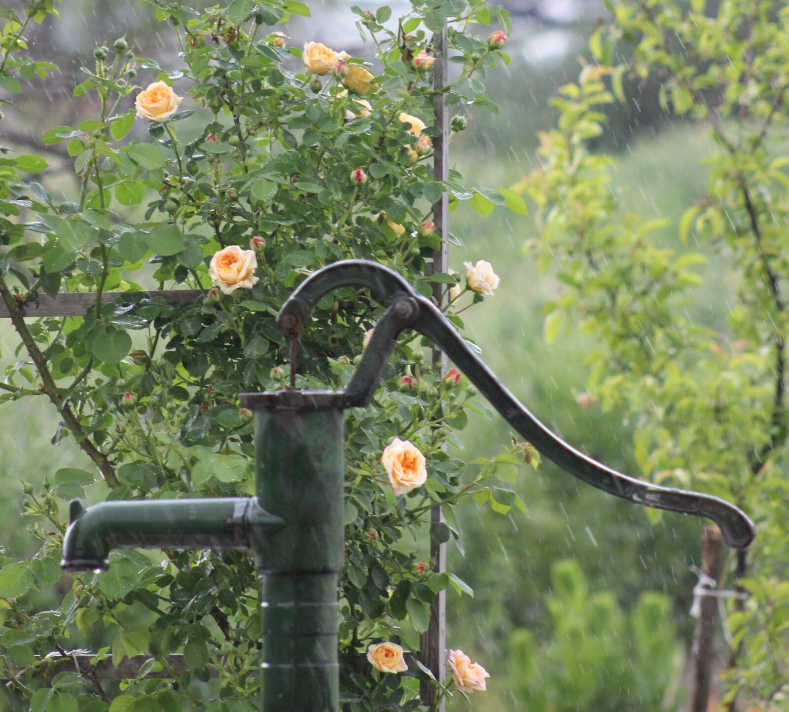Canon EF75-300mm f/4-5.6 sample photo. Garden, rose, roses photography