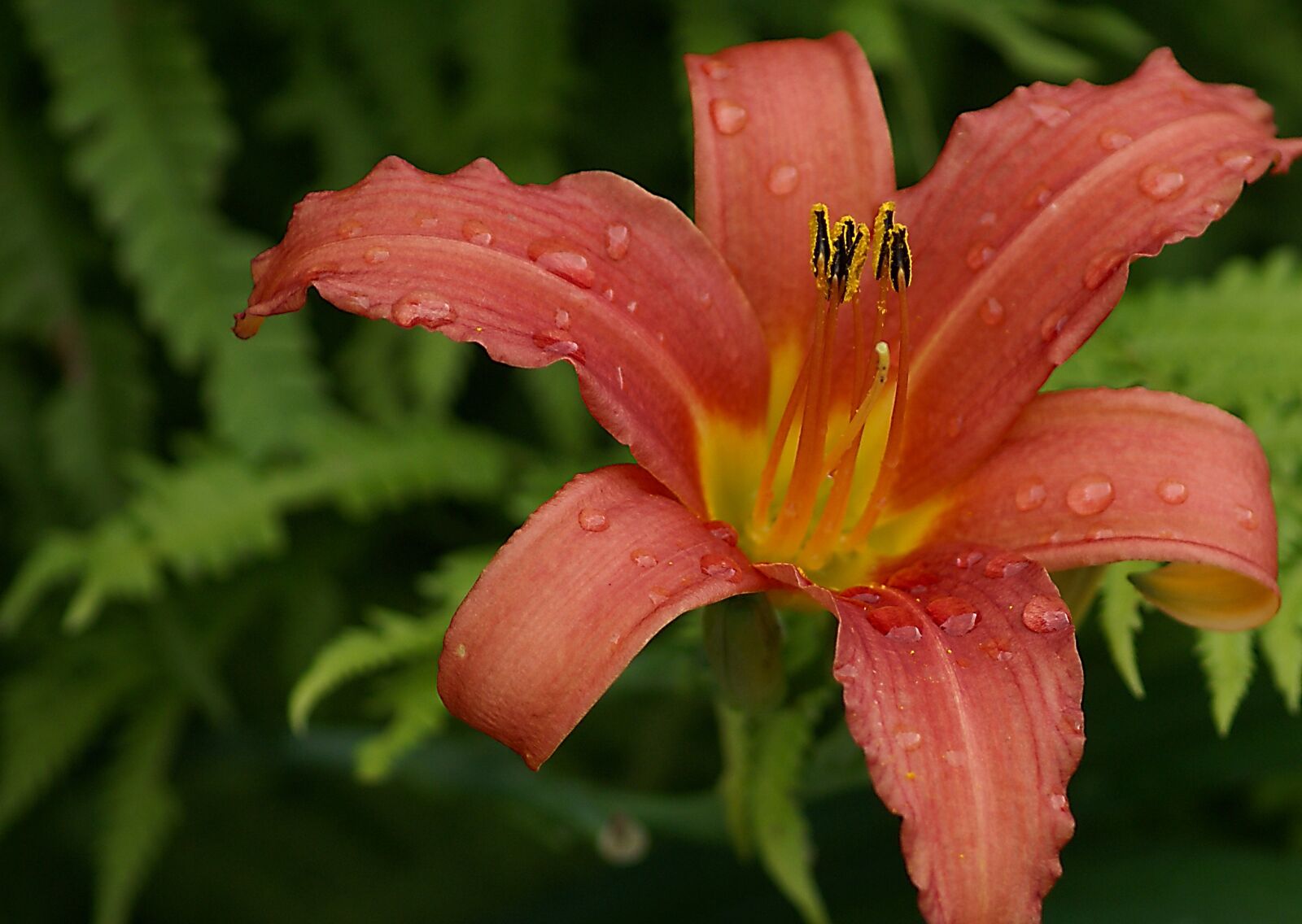 Sony Alpha DSLR-A100 sample photo. Lily, flower, cup photography